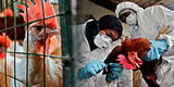 Gripe aviar en humanos: niña de 11 años murió por la infección en Camboya