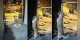 Perrito hace llorar en TikTok al demostrar que ama a su dueño como a nadie: Movió la cola y bailó al verlo