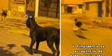 Perros de la calle hacen correr a un can más grande y la escena es viral