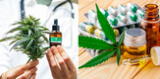 Minsa: cannabis se podrá usar de manera medicinal y terapéutico