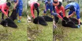Apurímac: ejemplar de oso de anteojos murió ahorcado por soga lanzada por presuntos comuneros