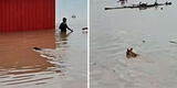 Ciclón Yaku en Lambayeque: perritos nadan en medio de desborde del río La Leche y reavivan esperanzas