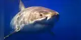 Brasil registra ataques de tiburones en menos de 24 horas: al menos tres personas fueron mutiladas