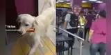 Firulais entró a Tambo, se llevó dulces y casi es atrapado por sus trabajadores: "Tienes que pagar pe"