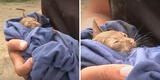 Lluvias en Áncash: pequeña rescata con vida a gatito bebé que iba a morir enterrado por huaico