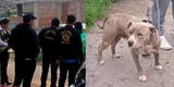 Arequipa: Perro pitbull mata a hombre de 60 años de edad y hiere a 3 mujeres
