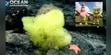 Un grupo de científicos encuentra a “Bob Esponja” y “Patricio Estrella”en las profundidades del Atlántico