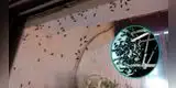 ¡Ingresaron a las casas! Plaga de insectos atacan a pobladores de Áncash tras lluvias torrenciales
