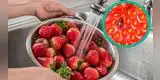 Truco casero para lavar fresas correctamente y evitar los parásitos en esta fruta