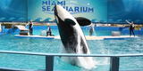 Lolita, la orca que estuvo cautiva más de 50 años en un acuario, volverá a su habitad natural