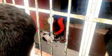 Cajamarca: perro pitbull mata a su dueña cuando esta quiso sacarla de su cuarto para descansar