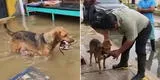 Perrita desesperada saca del agua a sus cachorros fallecidos tras intensas lluvias en Chiclayo