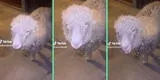 Adorable ovejita causa furor en TikTok con singular sonido y usuarios reaccionan: “Para empezar el día”