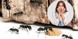 Cinco trucos caseros para evitar las hormigas en casa