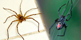 ¿Por qué no deberías de matar a las arañas que encuentras en casa?