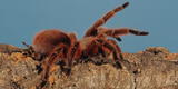 ¿Cuánto mide la tarántula Goliat, considerada la araña más grande del mundo?