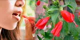 ¿Chupabas el néctar de esta flor? Conoce la razón por el cuál no debes hacerlo