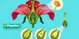 Conoce la sexualidad de las plantas: una mirada profunda a los órganos reproductivos