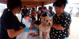 Chorrillos: más de 400 mascotas fueron atendidas en campaña veterinaria gratuita