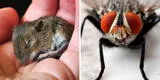¿Por qué los ratones y las moscas pueden dormir mejor que las personas? Conoce el verdadero secreto