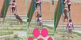 Niños y perritos juegan felices en parque de diversiones y son viral en TikTok: "Las almas más puras"