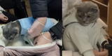 Mujer disfrazó a su gato de bebé y la policía descubre que el minino llevaba droga
