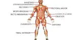 Descubre las 5 principales funciones del sistema muscular