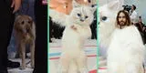 Perrito queda en shock al ver gato ‘gigante’ en el Met Gala 2023 y es viral en TikTok