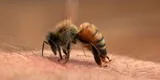 ¿Por qué las abejas mueren después de picar?