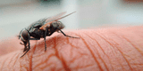 Mito o verdad: ¿Cuántos días viven las moscas y cuál es su función en este mundo?