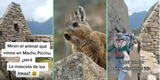 Extranjeros conocen Machu Picchu y quedan encantados al ver una tierna vizcacha: "La mascota de los incas"