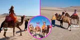 Peruanos emprenden negocio de paseo en camello por dunas de Ica desde 35 soles y arrasan en TikTok