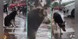 Perrita se reencuentra con su dueña tras esperarla por varios meses afuera de una tienda