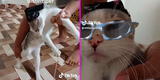 “Harto distemper”: Gatito reparte ‘chocolate’ en TikTok y la rompe con 'Qué será' de Chemo Vg