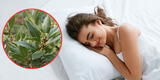 ¿Por qué debes colocar hojas de laurel debajo de tu almohada?