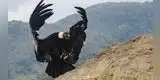 ¡Cóndor andino del Perú en peligro! Científicos descubren una aterradora realidad en su hábitat