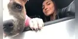 Perrita fallece 2 días después de que su dueña muriera en un accidente de tránsito: "No aguantó tu ausencia"