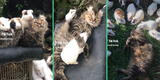 ¡Insólito! Gatito se encariña con cuyes y su “hermandad” es viral en TikTok: "Hermosos"