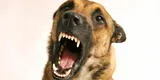 El equilibrio entre la ferocidad y la seguridad: significado de soñar con perros bravos que no te atacan