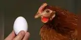 Enigma resuelto: ¿qué fue primero, el huevo o la gallina? La ciencia finalmente tiene la respuesta
