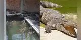 Adulto mayor es devorado luego de caer en una de las zanjas llena de cocodrilos de una granja
