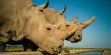 Najin y Fatu, los últimos rinocerontes blancos del norte que quedan en el mundo