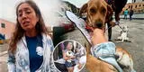 Cercado de Lima: animalistas denuncian que fiscalizadores los botan "y dejan vender a otros en su cara"