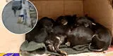 "Uno murió": piden ayuda para 10 cachorritos que fueron abandonados en una bolsa de rafia, en Chorrillos