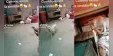 Joven capta a perrito quitándole la zanahoria a su conejo y tierna escena es viral: "Cuando existe la envidia"