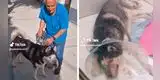 Conoce a Rex, el perrito con un tumor que nadie quería operar y que se salvó por un milagro en TikTok