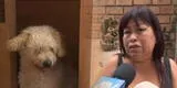 Callao: mujer deja su mascota en veterinaria, este escapa y ahora nadie se hace responsable
