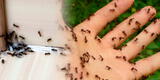 Significado espiritual de las hormigas ¿Qué significa tener hormigas en casa?