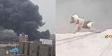 Incendio en Gamarra: perrito pasa serios apuros en siniestro que consume varios locales