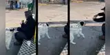 Perrito se aprovecha de hombre y le roba desayuno: “Pensó que era para él”